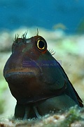 Ophioblennius steindachneri Blennie a larges bandes-La Paz Los Islotes-8m-20181025-Denis-ADER-DSC_0019_tn